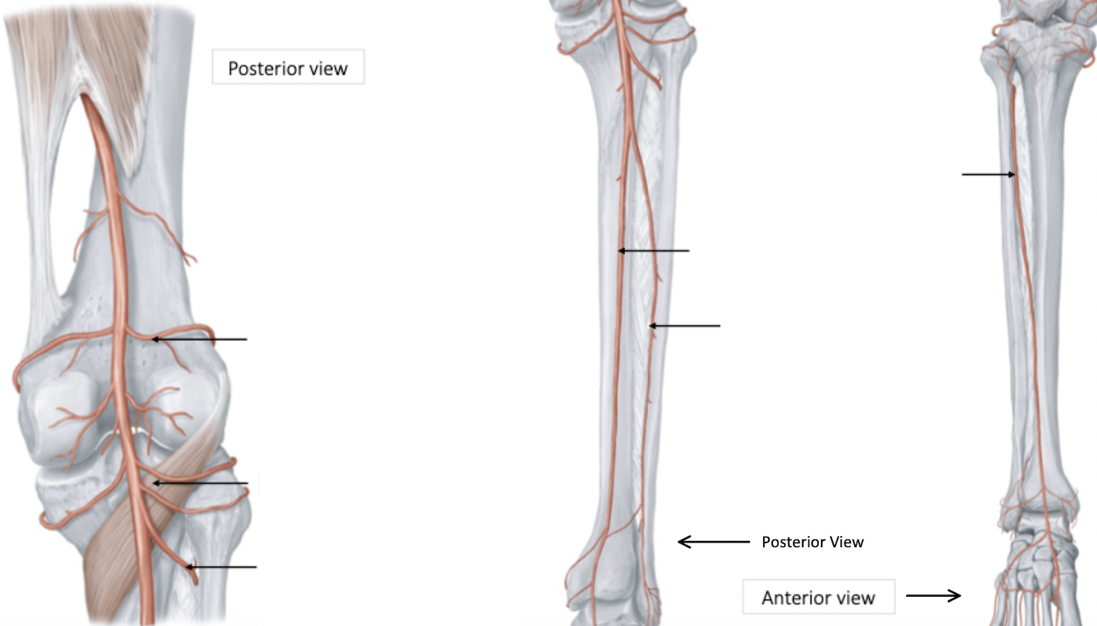 <p>Lower Leg Arterial Blood Supply</p>