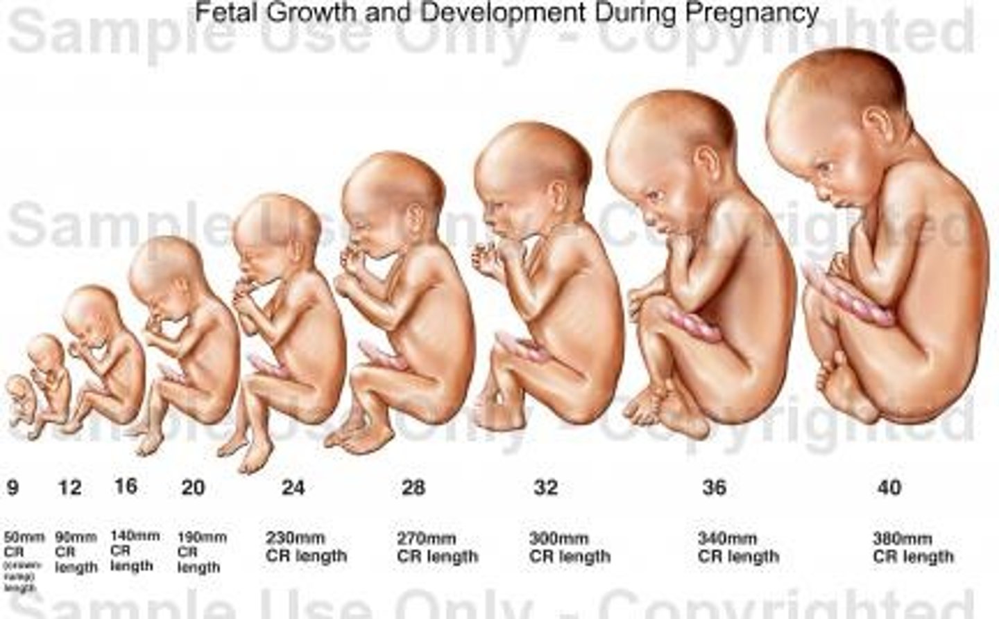 <p>the study of the changes that begin in the human body at conception and proceed into adulthood</p>
