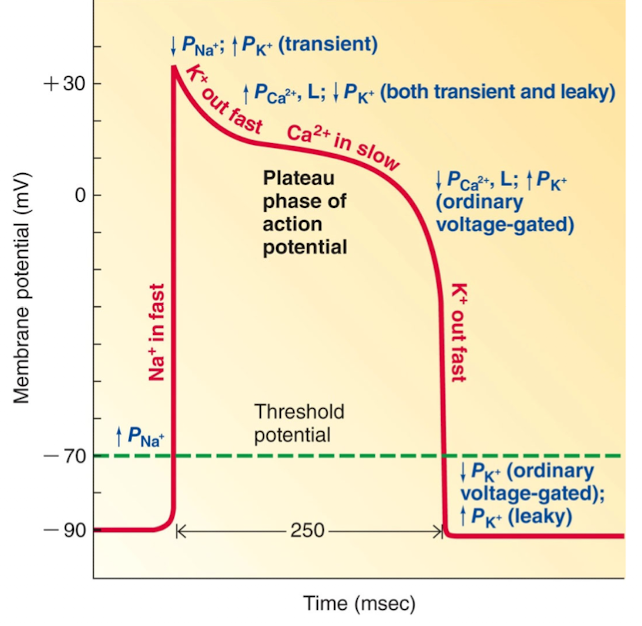 <p>increases contractile strength by enhancing the Ca++ permeability during the plateau phase of the action potential. Therefore more Ca++ enters the cells and the strength of contraction is increased</p>