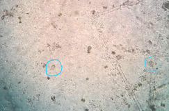 <p>Commensals/low pathogenicity in Tortoises, herbivore lizards</p><p>Significant on other species</p><p>Detected with direct wet mounts</p>