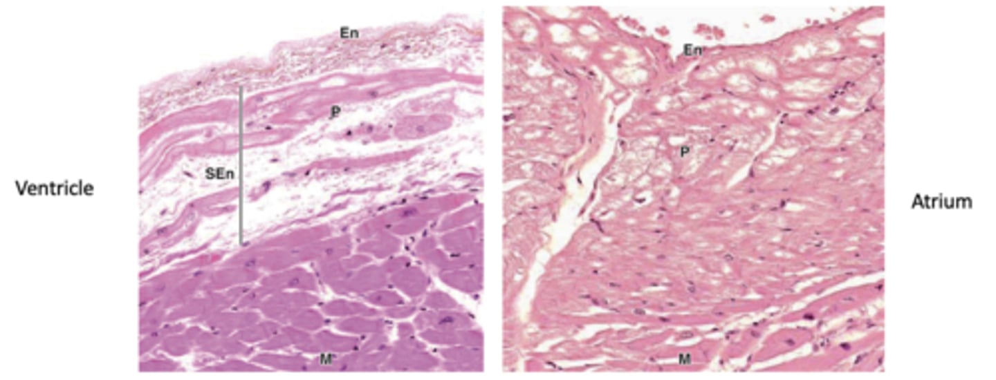 <p>Where are atrial Purkinje fibers located relative to the endothelium?</p>