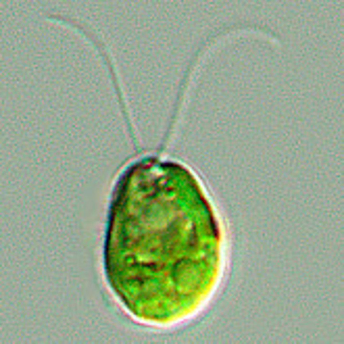 <p>unicellular photosynthetic green algae; two flagella</p>