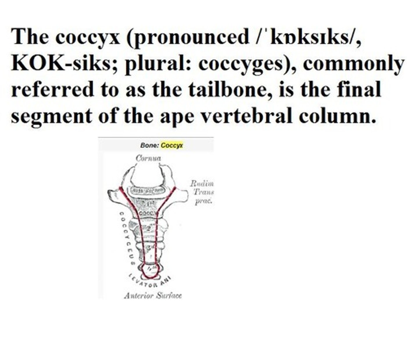 <p>coccyx</p>