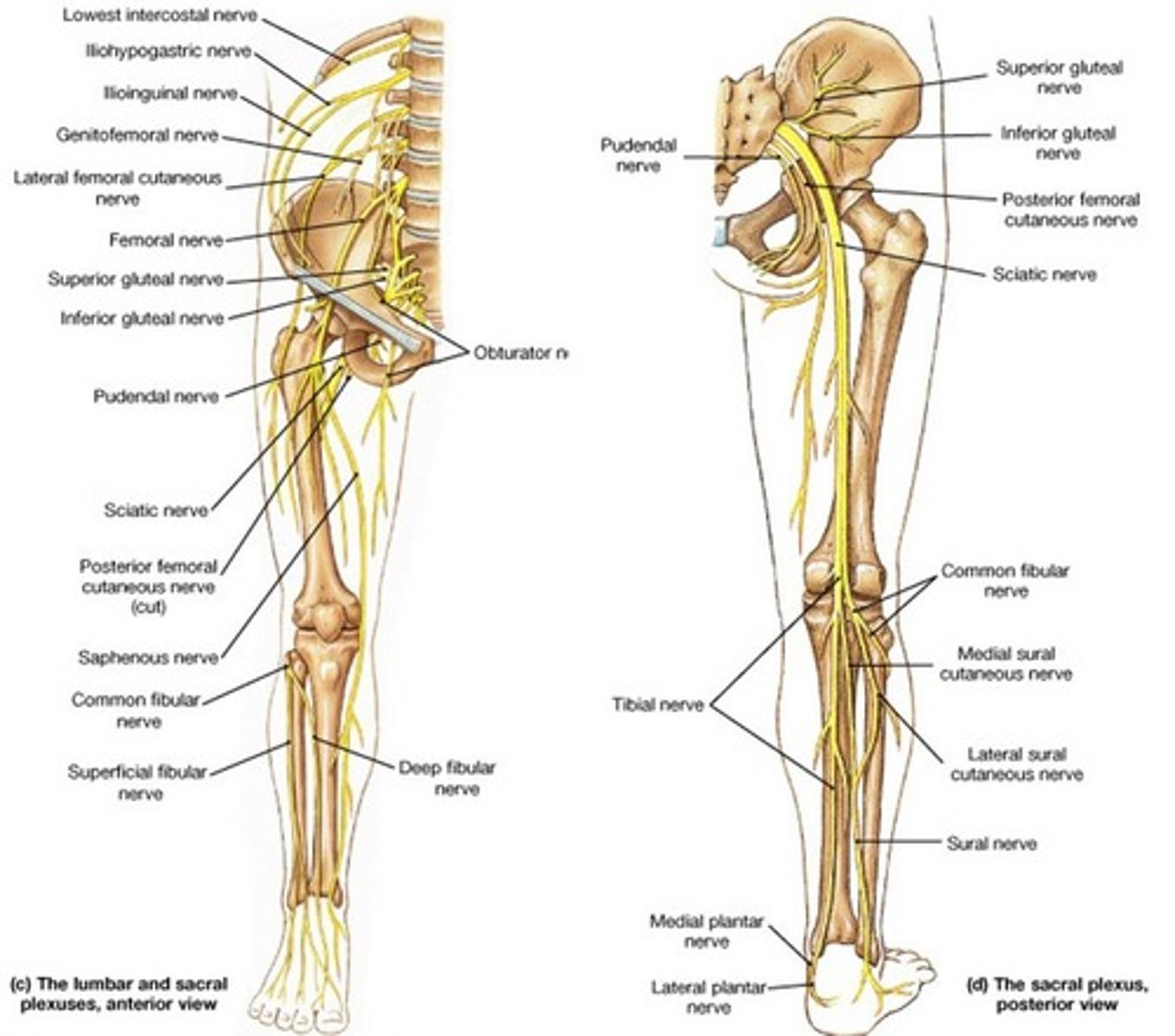 <p>Root: L2-L4</p><p>Cause of injury:</p><p>- pelvic surgery</p><p>Presentation:</p><p>- decreased medial thigh sensation</p><p>- decreased hip adduction</p>