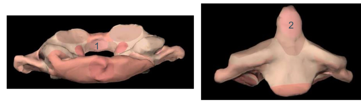 <p>Welk gewricht is er tussen 1 en 2 et wat is 1 en 2 ?</p>