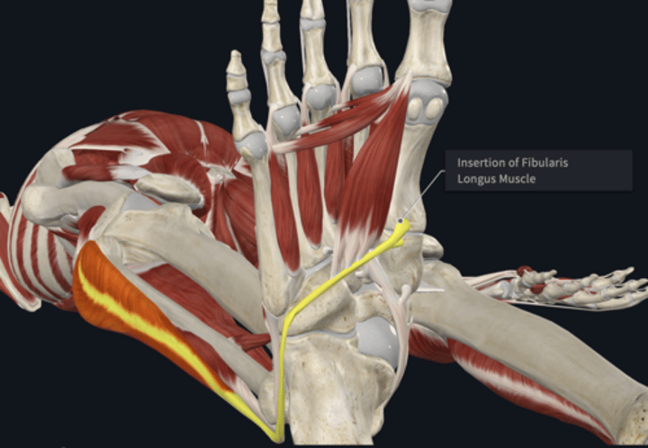 <p>Insertion: Peroneus Longus</p>