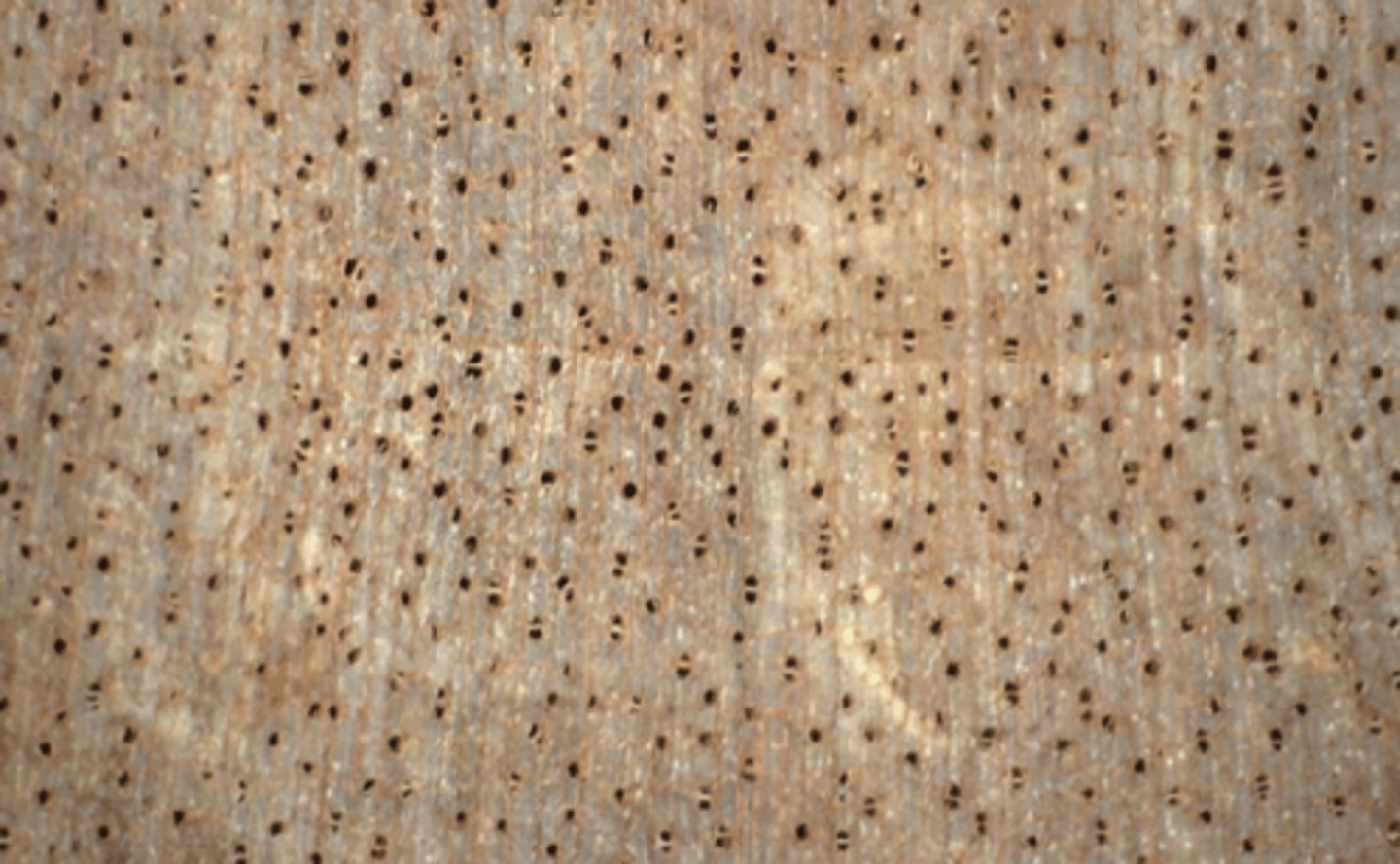 <p>Wood pinkish in color; numerous small pores; diffuse parenchyma</p>