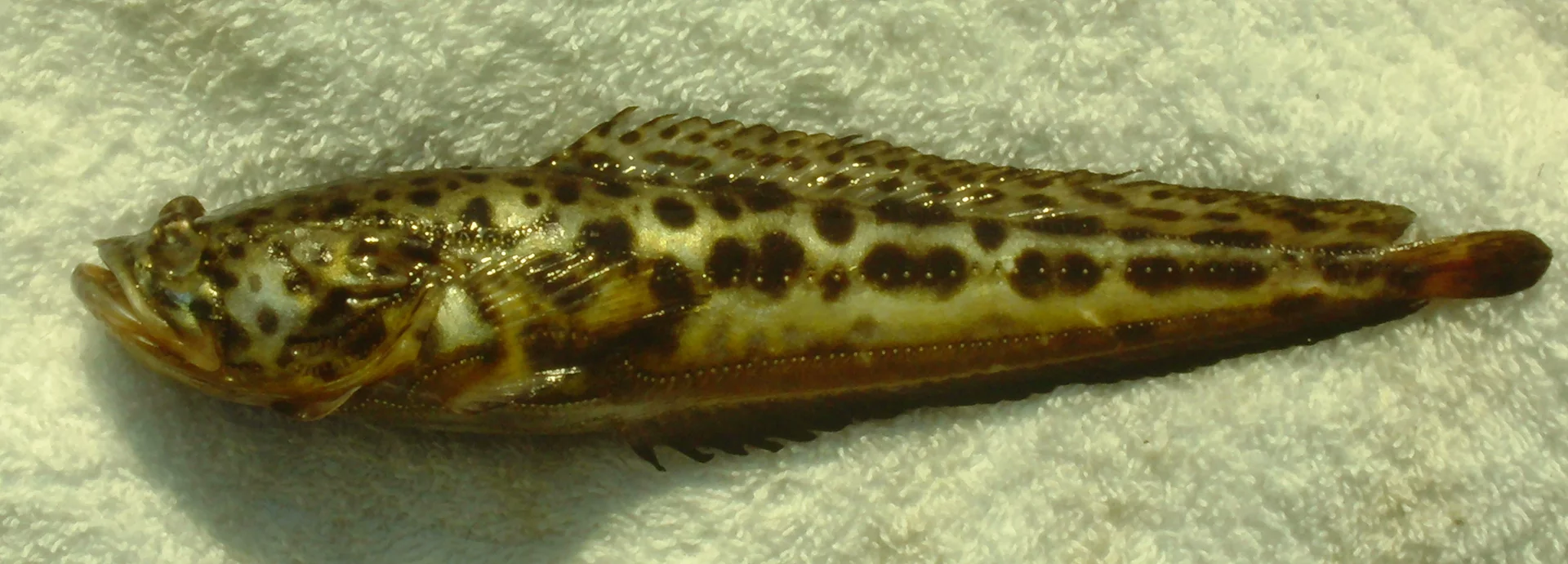 <p>toad fish</p>