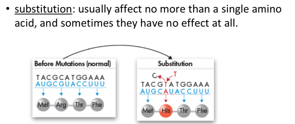 <p>-Point mutation</p>