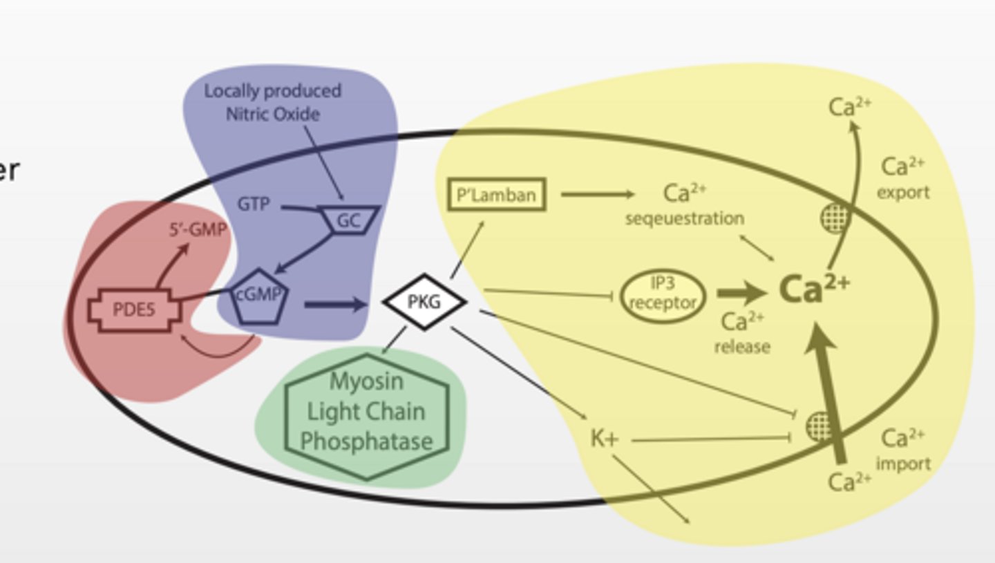 <p>START OF PATHWAY:</p><p>Nitric Oxide (NO)</p><p>Guanylyl cyclase (GC)</p><p>cGMP</p><p>Ca²⁺ CONTROL ZONE From PKG</p><p>Ca²⁺ channels (entry)</p><p>Ca²⁺ pumps (export)</p><p>ER storage (phospholamban)</p><p>IP3 receptor (release)</p><p>K⁺ channels (indirect effect)</p><p>MYOSIN CONTROL</p><p>Myosin light chain phosphatase</p><p>INHIBITION</p><p>PDE Breaks cGMP → stops signal</p>