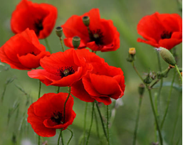 <p><span>die Rechnung/ die Rechnungen</span></p>