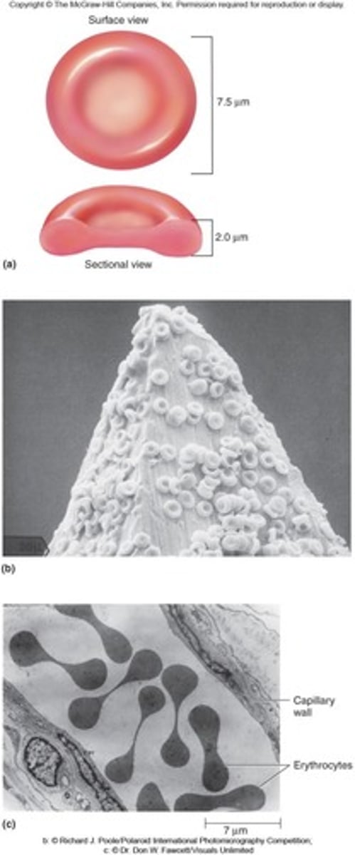 <p>Red blood cells containing hemoglobin; average count is 4.2-6.2 million/uL.</p><p>Shape: </p><p>- biconcave (due to lack of nucleus)</p><p>non-nucleate</p><p>- This causes RBC's to be the smallest formed element</p><p>Function: </p><p>- Transport oxygen to body cells (key in ATP synthesis)</p><p>- Picks up CO2 for disposal</p>