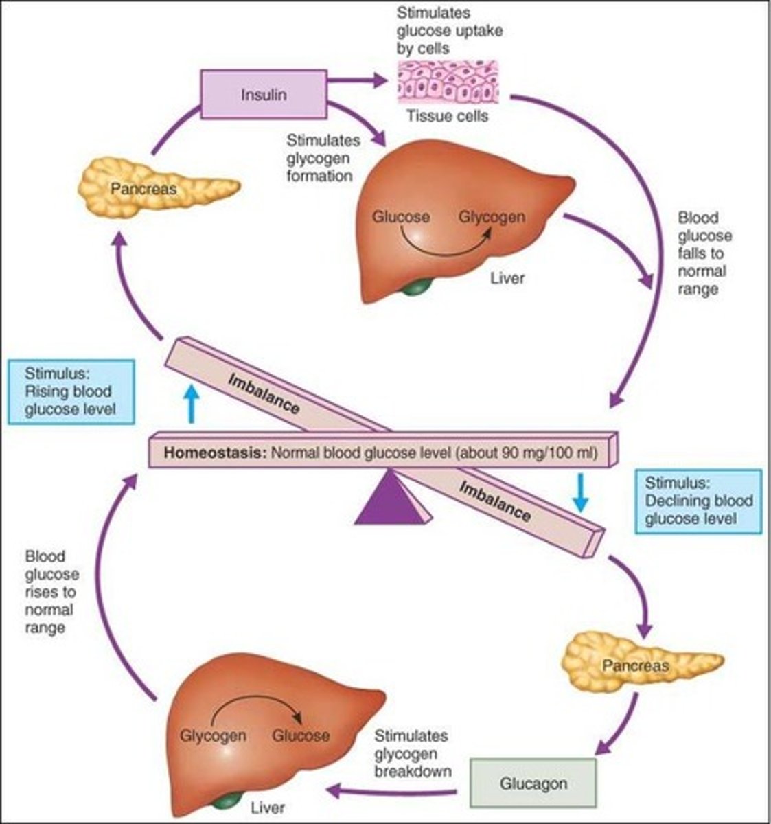 <p>1. Regulated variable: amount of glucose in blood</p><p>2. Set point: 100 mg/100 mL</p><p>3. Sensory: beta cells in pancreas</p><p>4. Integrating centre: pancreas</p><p>5. Effectors: liver (either decreases or increases glucose in the blood)</p>