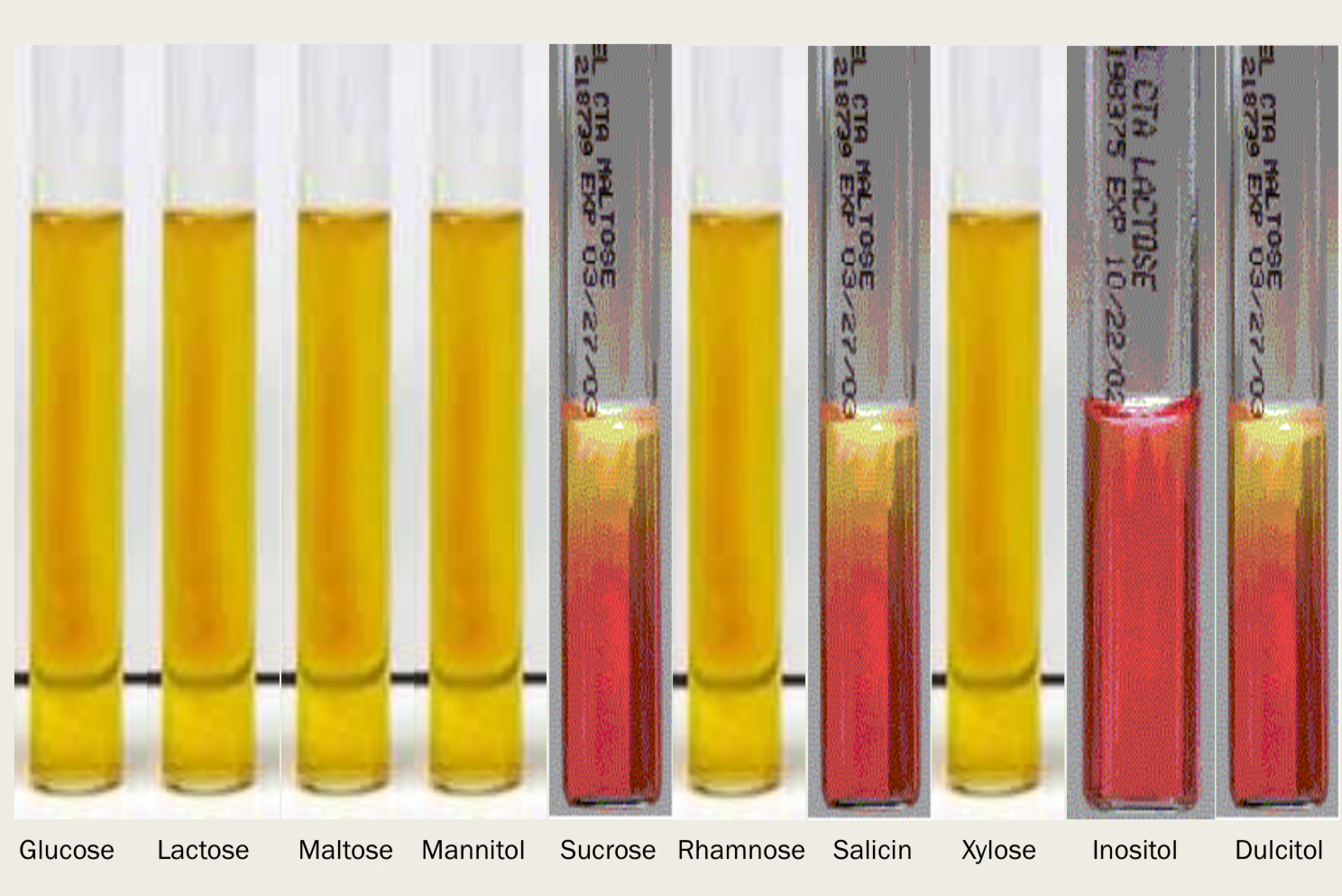 <p>Identify the organism (sugar fermentation test)</p>