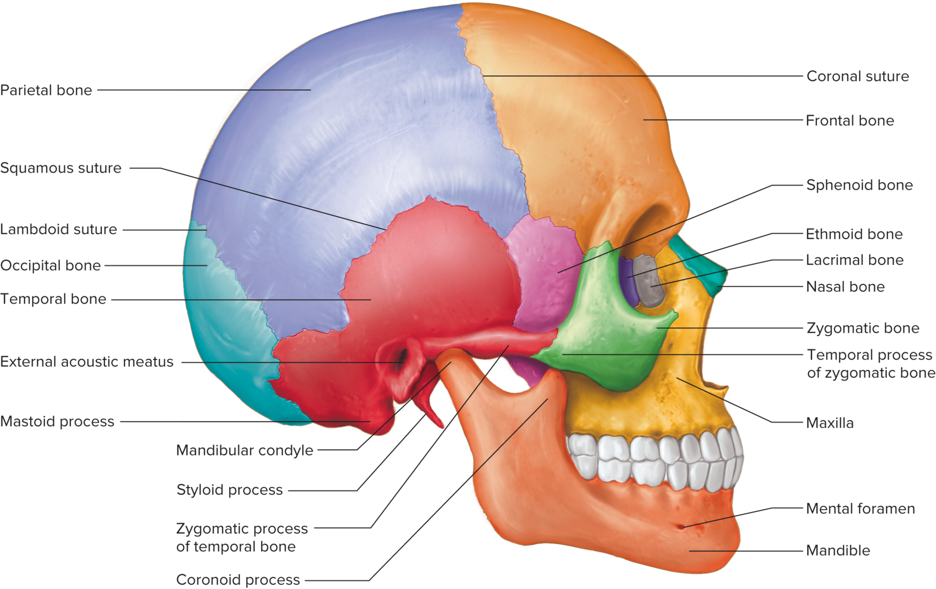 <p>each side of the skull joins the parietal bone along a squamous suture</p><p>form parts of the sides and base of the cranium</p><p>have depressions called the mandibular fossae that articulate with condyles of the mandible</p>