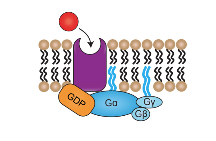 <p>When receptor not bound by ligand</p><ul><li><p>alpha, beta, gamma subunits are all bound together</p></li><li><p>G alpha associated with GDP </p></li></ul><p>before GDP turns into GTP, present in low concentrations in the cell (at rest)</p><ul><li><p>g protein high affinity for GDP (alpha subunit)</p></li></ul>