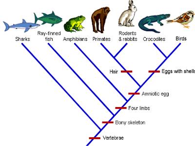 Cladogram