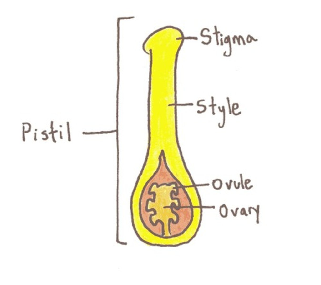 <p>Female: stigma style ovary</p>