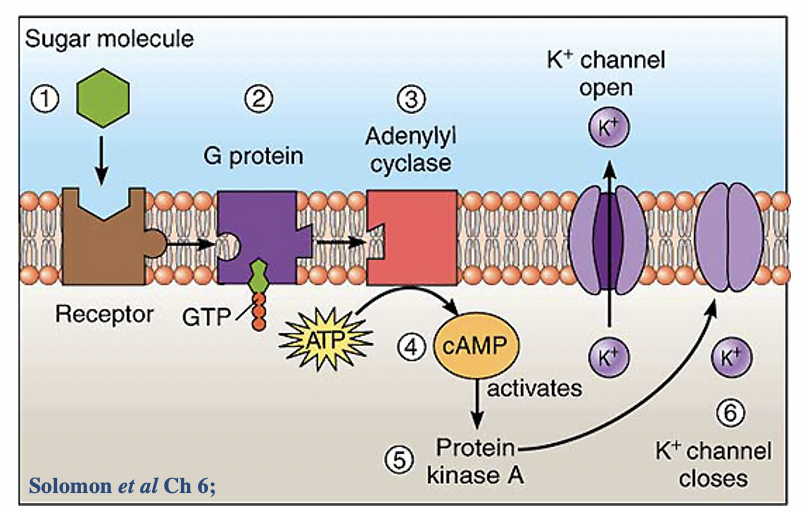 certain molecules, such as for example sugar molecules, activate a $$signal transduction process involving a **G protein**$$

\
what happens once the chemical/sugar molecule interacts w the receptor molecule