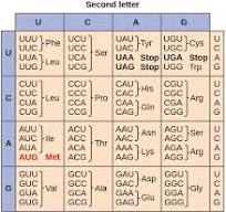 <p>Genetic Code</p>