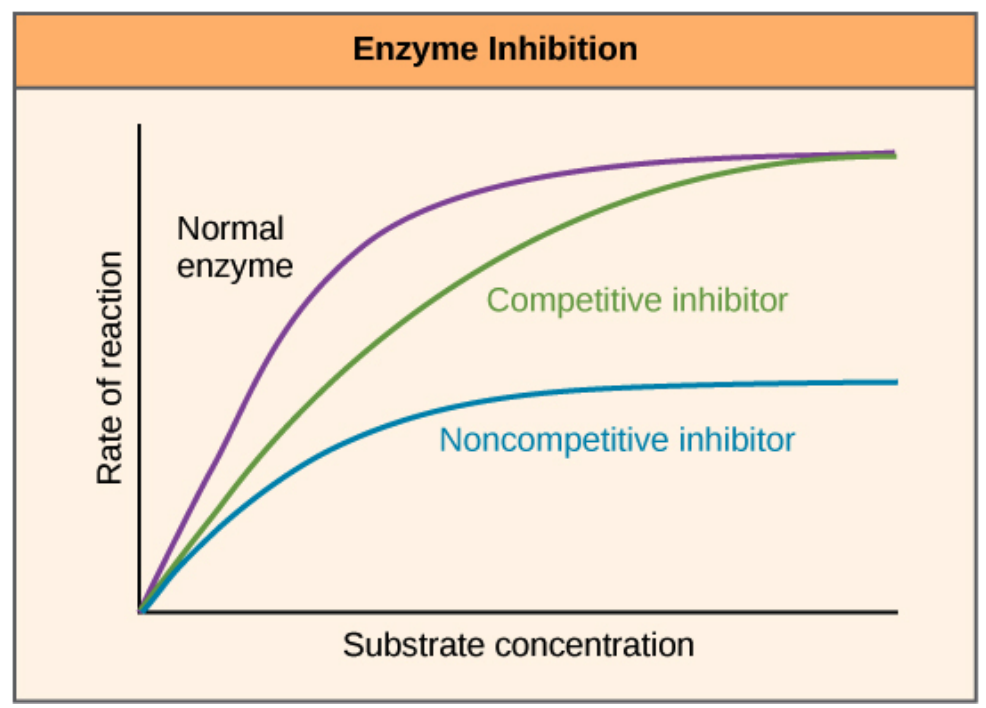 <p>Ikke-konkurrerende inhibitorer binder seg til det allosteriske setet og endrer konformasjonen til proteinet, inkludert det aktive setet.</p>