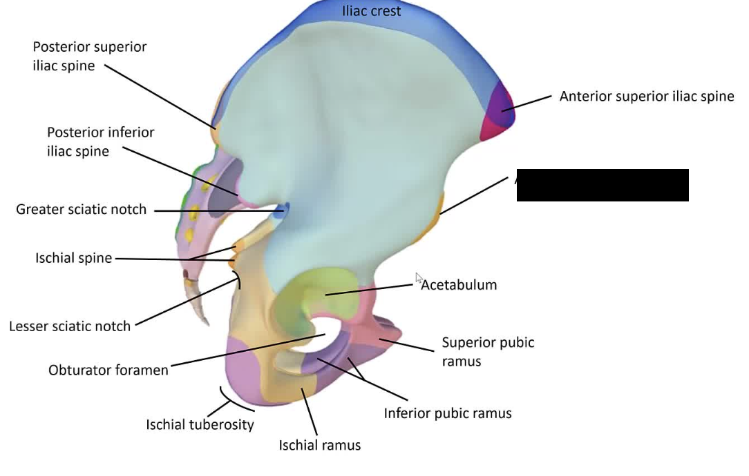 <p>The lower front projection of the iliac bone.</p>