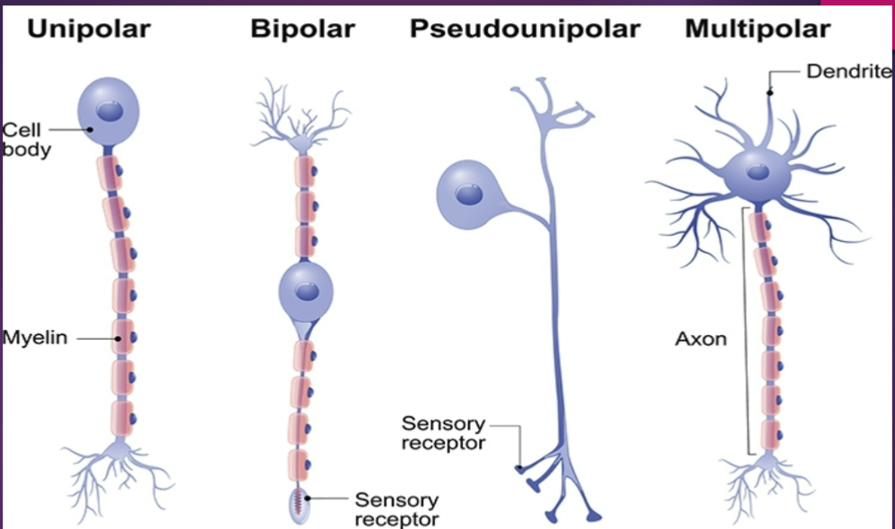 <p>Unipolar, Bipolar, Psuedounipolar, Multipolar</p>