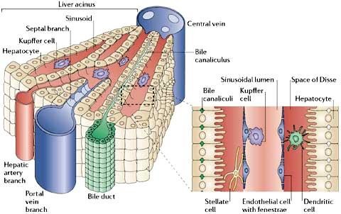 <ul><li><p>The hepatic portal vein and artery branch and enter the lobules from interlobular vessels</p></li><li><p>Blood from both vessels mixes in the sinusoid</p></li><li><p>These chambers are lined with liver cells, hepatocytes, that remove unwanted substance from the blood and return those that are needs</p></li><li><p>Within the sinusoid, Kupffer cells help break down old red blood cells. Haemoglobin is broken into bilirubin, of the pigments in bile</p></li><li><p>Bile, made in the hepatocytes, is passed through the bile canaliculi, via the bile duct, to the gall bladder</p></li><li><p>When the blood reaches the end of the sinusoid, it flows into a branch of the hepatic vein</p></li></ul><p></p>
