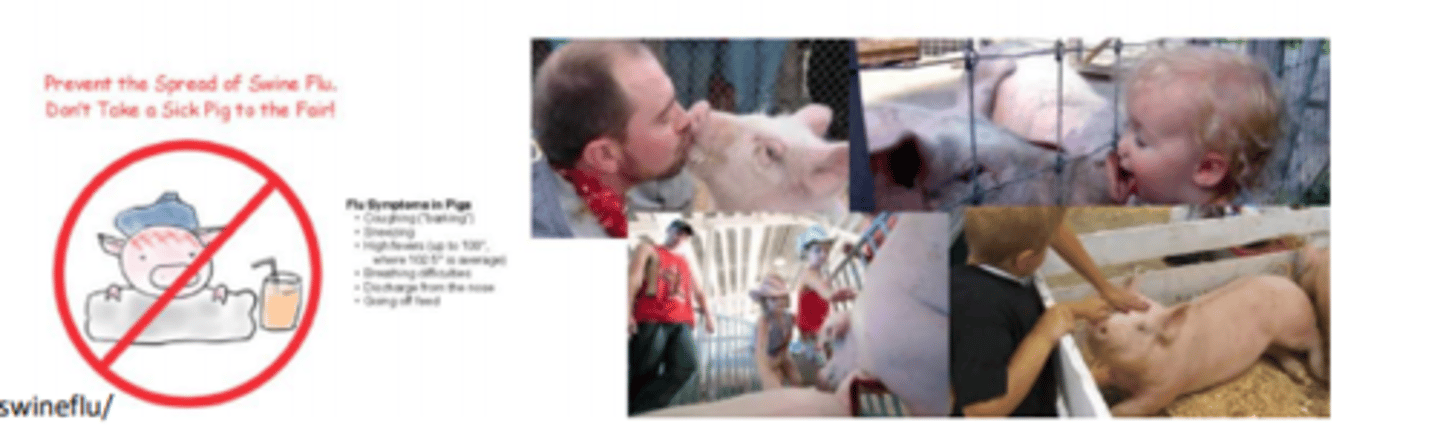 <p>- swine influenza viruses circulate in pigs throughout the year</p><p>- seasonal outbreaks occur, similar to what happens in humans</p><p>- swine flu viruses dont normally infect humans</p><p>- sporadic human infections w swine influenza have mostly occurred in ppl exposed to infected pigs</p><p>- vaccines against human IV will not protect against swine influenza viruses that are infecting humans</p><p>- pigs are susceptible to avian, human and swine IV and reassortants can emerge which are novel viruses</p>