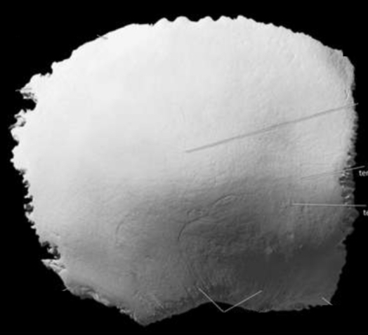 <p>Identify the temporal lines</p>