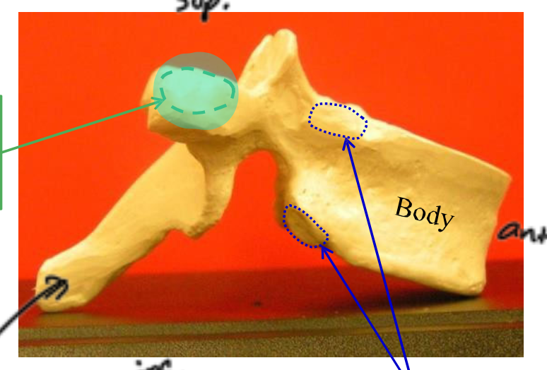 <p>Name the highlighted structure.</p>