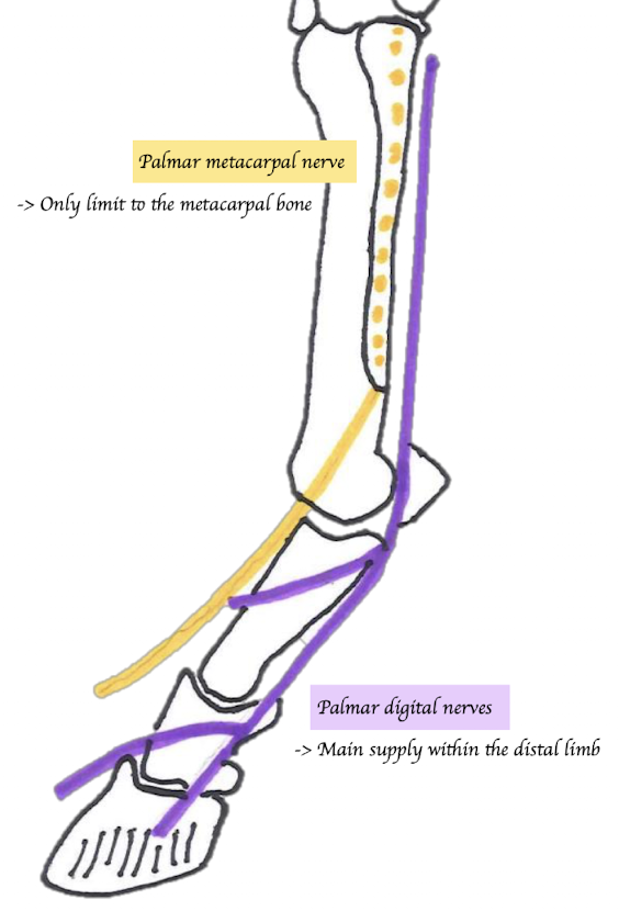 <p>Medial and ulnar nerves combines then branches off as … </p><ol><li><p>Palmar metacarpal nerve (Yellow)</p><ul><li><p>Paired (Medial and lateral)</p></li><li><p>Runs between MC3 and splint bones (MC2 + MC4)</p></li><li><p>Emerges at the distal end of splint bone</p></li><li><p>Supply the dorsal aspect of P1</p></li></ul></li><li><p>Palmar nerves</p><ul><li><p>Paired (Medial and lateral)</p></li><li><p>Runs between suspensory ligament and SDFT/DDFT → Cross abaxial aspect of the two proximal sesamoids → Become palmar digital nerves → Divides into dorsal and palmar branches of palmar digital nerves → Supplies hoof components</p></li></ul></li></ol><p></p>