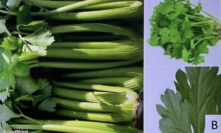 <p>Biological Origin: <strong>Apium graveolens L. (Apiaceae)</strong></p><p>Common Name: <strong><u>Celery</u></strong></p><p>Part used: <strong>Seed, Leaf</strong></p><p>Medicinal use:</p><p>Seed</p><ul><li><p><strong>Libido stimulant</strong></p></li><li><p><strong>Amplification of sperm profile</strong></p></li></ul><p>Leaf</p><ul><li><p><strong>Diuretic</strong></p></li><li><p><strong>Heart tonic</strong></p></li><li><p><strong>Increases secretion of breast mil</strong></p></li></ul><p>Secondary metabolites:</p><ul><li><p><strong>Phenolic compounds (furano-coumarins, glycosides, apiin, apigenin, rutaretin, bergapten)</strong></p></li><li><p><strong>Phenolic acids (Ceffeic acid, chlorogenic acid)</strong></p></li></ul>