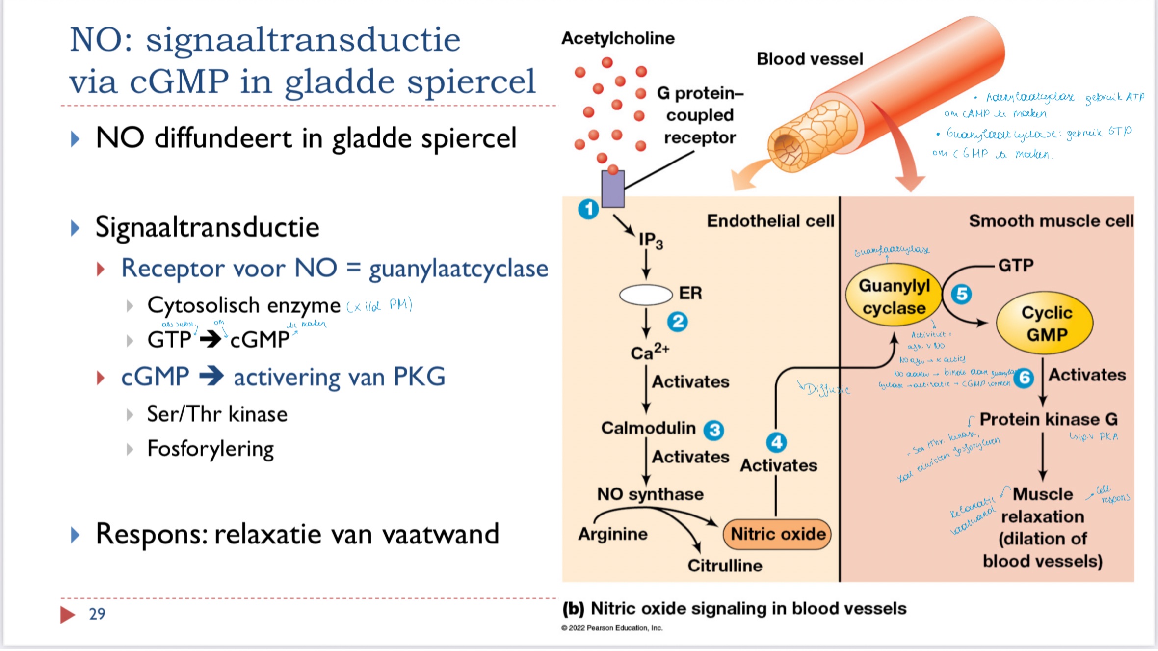 <ul><li><p>NO diffundeert in gladde spiercel</p></li><li><p>NO bindt op receptor (guanylaatcyclase)</p></li><li><p>guanylaatcyclase maakt cGMP uit GTP</p></li><li><p>cGMP activeert PKG</p><ul><li><p>Ser Thr kinase</p></li><li><p>fosforylering</p></li></ul></li><li><p>Respons: relaxatie vaatwand</p></li></ul><p></p>