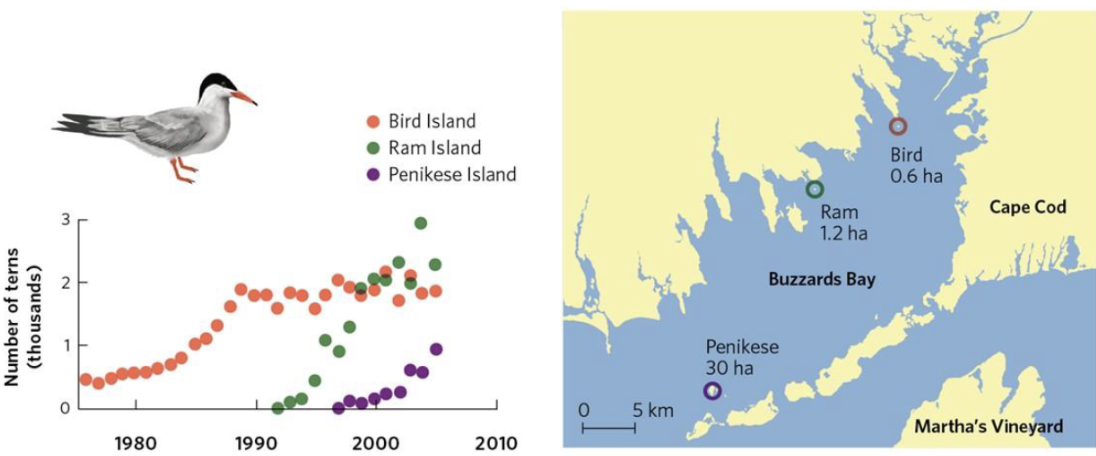 <p><span style="background-color: transparent;"><span>When the rate of population growth decreases as population density increases</span></span></p><ul><li><p><span style="background-color: transparent;"><span>Ex. Transmissible disease, parasites, competition</span></span></p></li><li><p><span><span>Ex.</span></span><span style="background-color: transparent;"><span> Sea Birds</span></span></p><ul><li><p><span style="background-color: transparent;"><span>Live on islands</span></span></p></li><li><p><span style="background-color: transparent;"><span>Growth starts exponentially → levels out → too many birds on island → some leave and colonize new island → repeat</span></span></p></li></ul></li></ul><p></p>