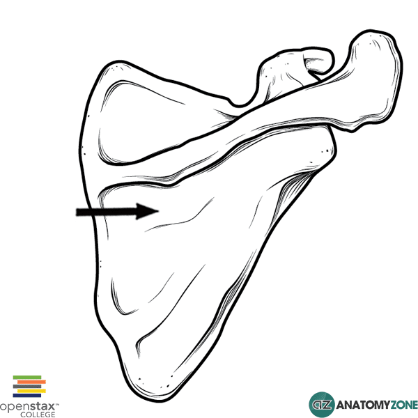 <p>What bone structure is this?</p>