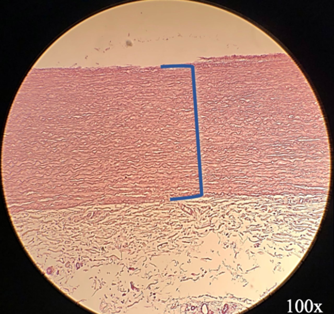 <p>Name the epithelium</p>