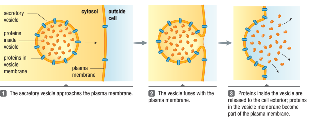<ul><li><p><span>“Exit”&nbsp;</span></p></li><li><p><span>Exports large molecules out of the cell</span></p></li></ul><p></p>