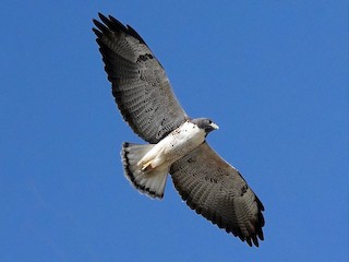 <p>Large raptor with white tail and dark band.</p>