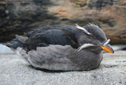 <p>Identify the species shown:&nbsp;</p>