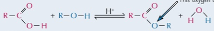 <p>produces ester by esterification where water is produced from loss of OH and H</p>