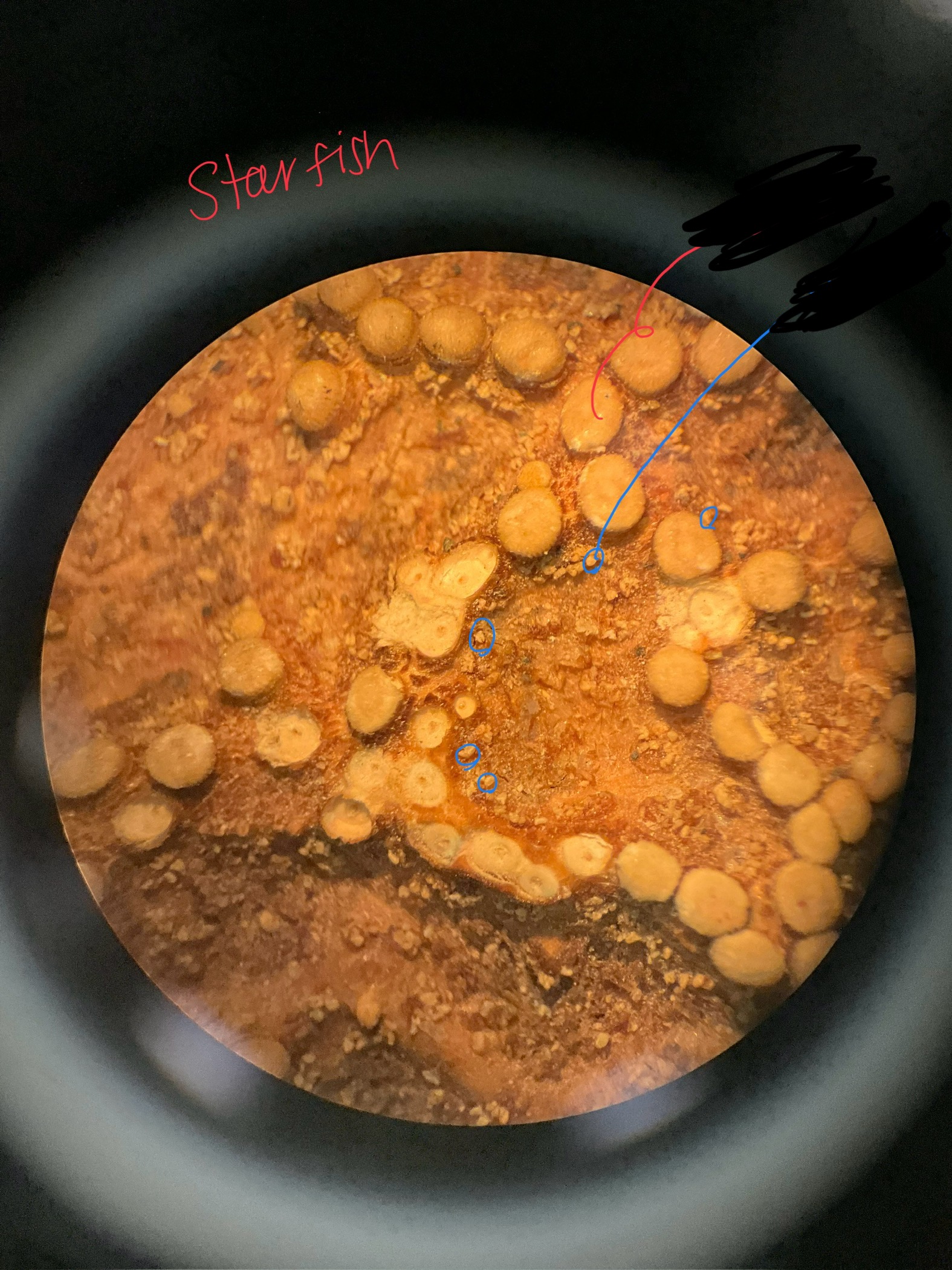 <p>label the spines and pedicellareae</p>