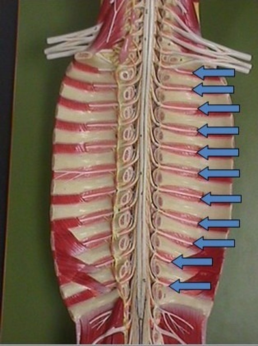 <p>Network of nerves found in between the thoracic region of the spine. (T1- T11)</p>