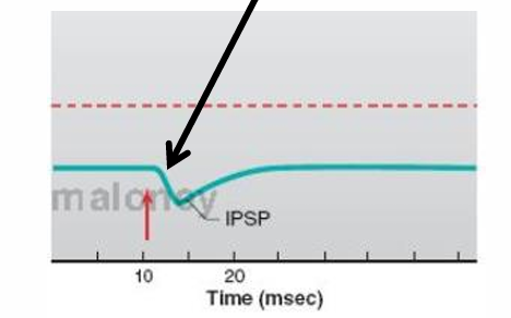 <p>hyperpolarization</p>