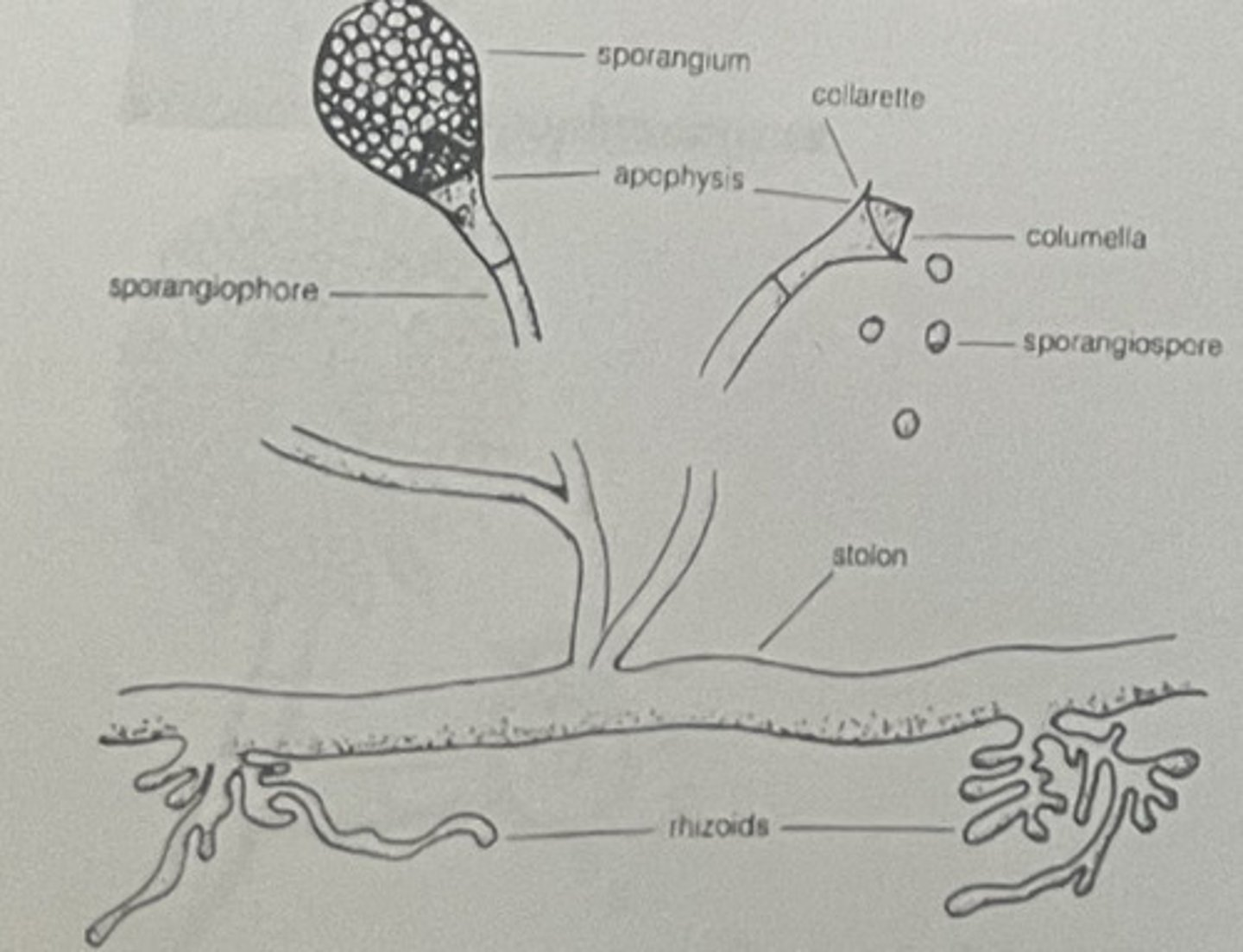 <p>Rhizoids are alternate</p>