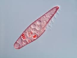 <ul><li><p>large, pink, slipper shaped ciliates</p></li></ul><p></p>