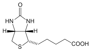 <p>Vitamin B7</p>