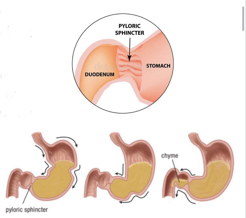 <p>‘Valves’ with muscles instead of flaps - gastrpesophageal, pyloric, anus</p>