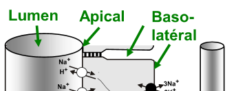 <p>basolaterale Natriumpumpe</p><p></p><p>Proximales Epithel → &quot;leaky&quot;</p><p>Distales Epithel → &quot;tight&quot;</p><p></p><p>(rechts: Kapillare)</p>