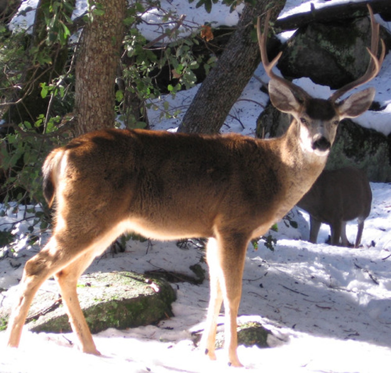 <p>Odocoileus hemionus</p>